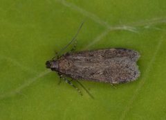 Bryotropha terrella