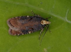Large Purple Flat-body (Agonopterix liturosa)