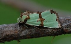 Grønnbåndet rotfly (Staurophora celsia)