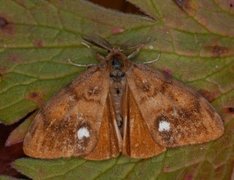 The Vapourer (Orgyia antiqua)