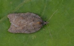 Grå flatvikler (Acleris effractana)