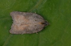 Grå flatvikler (Acleris effractana)