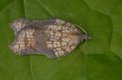 Konkavflatvikler (Acleris emargana)