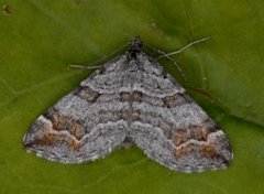 Manchester Treble-bar (Carsia sororiata)