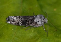 Skogkvistfly (Xylena solidaginis)