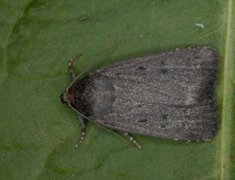 Grått pyramidefly (Amphipyra tragopoginis)