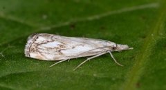 Chequered Grass-veneer (Catoptria falsella)