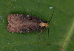 Large Purple Flat-body (Agonopterix liturosa)