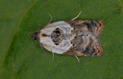 Marmorflatvikler (Acleris variegana)