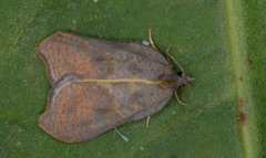 Grå-/konkavflatvikler (Acleris effractana/emargana)