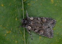 Softly's Shoulder-knot (Lithophane consocia)