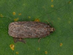 Chervil Flat-body (Depressaria sordidatella)