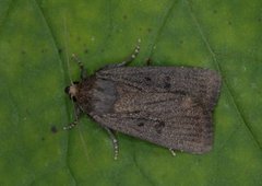 Mouse Moth (Amphipyra tragopoginis)