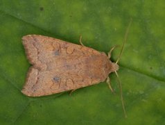 Bølgelinjet høstfly (Agrochola circellaris)