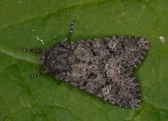 Kålfly (Mamestra brassicae)