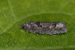 Dark Aspen Bell (Epinotia maculana)