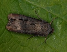 Langvingejordfly (Agrotis ipsilon)