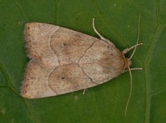 The Dun-bar (Cosmia trapezina)