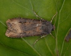Dark Sword-grass (Agrotis ipsilon)