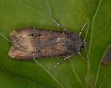 Langvingejordfly (Agrotis ipsilon)