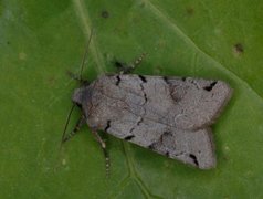 Brown-spot Pinion (Agrochola litura)
