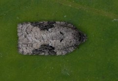 Mørk ospeflatvikler (Acleris obtusana)