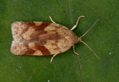 Bjørkeflatvikler (Acleris notana)