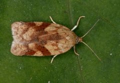 Bjørkeflatvikler (Acleris notana)