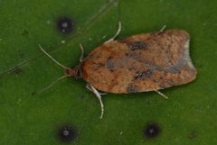 Bjørkeflatvikler (Acleris notana)