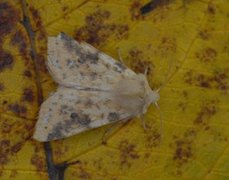 The Sallow (Xanthia icteritia)