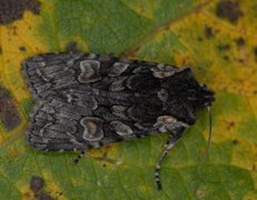 Softly's Shoulder-knot (Lithophane consocia)