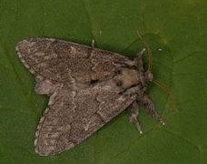 Large Dark Prominent (Notodonta torva)
