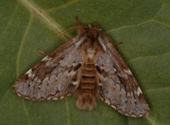 Båndet vårtannspinner (Odontosia sieversii)