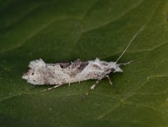 Ypsolopha asperella