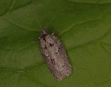 Granflatvikler (Acleris abietana)