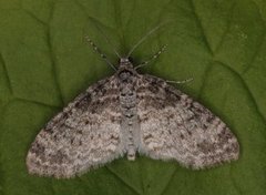 The Seraphim (Lobophora halterata)