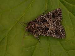 Mørkt nellikfly (Hadena bicruris)