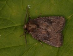 Skyggefly (Rusina ferruginea)