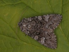 Glaucous Shears (Papestra biren)