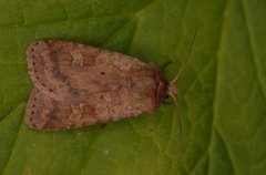 Small Square-spot (Diarsia rubi)