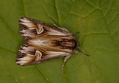 Purple Cloud (Actinotia polyodon)