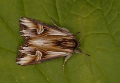 Tannet perikumfly (Actinotia polyodon)