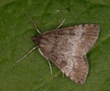 Brun engmott (Udea inquinatalis)