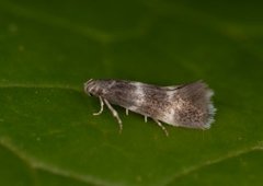 Elachista kilmunella