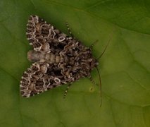 Tawny Shears (Hadena perplexa)