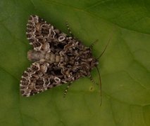 Brunt nellikfly (Hadena perplexa)