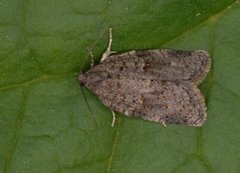 Dark-barred Tortrix (Syndemis musculana)