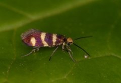 Yellow-barred Gold (Micropterix aureatella)