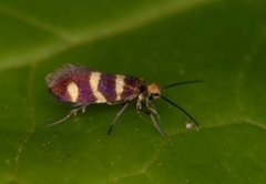 Micropterix aureatella