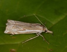 Scarce Grass-veneer (Crambus pratella)